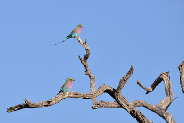 Lilac Breasted Roller