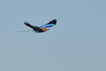Lilac Breasted Roller