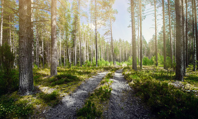 Road in forest