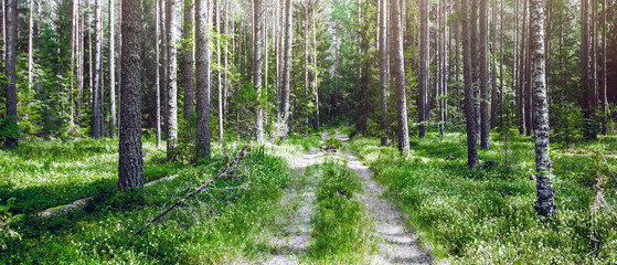 Road in summer forest