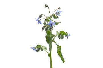 borage isolated