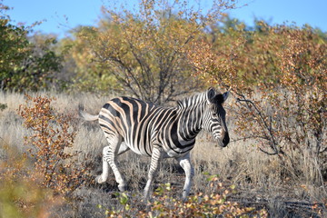 Fototapeta premium Zebra