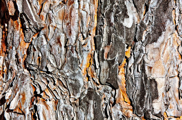 Old wood tree bark texture. Nature background