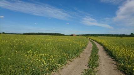 Fototapeta na wymiar Path through green meadows with rapes to forest and blue sky in summer in Lithuania