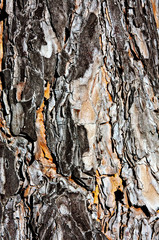 Old wood tree bark texture. Nature background