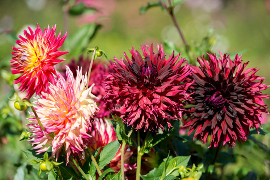 Flowers  dahlia in the garden