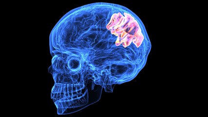 3d illustration of human body brain anatomy parts