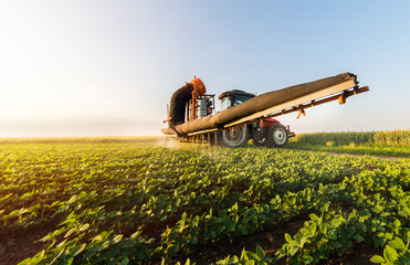 Tractor spraying soybean field at spring