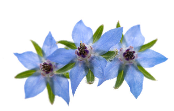 borage isolated