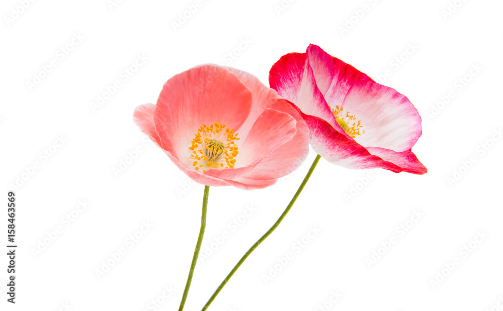 Wall mural beautiful poppy isolated