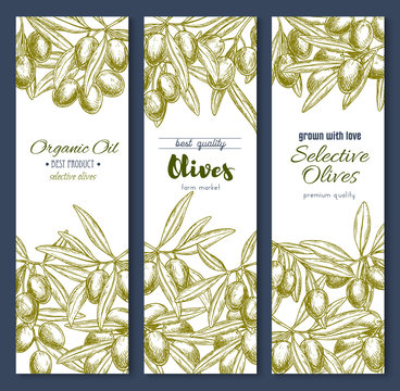 Olive branches or olives product vector banners