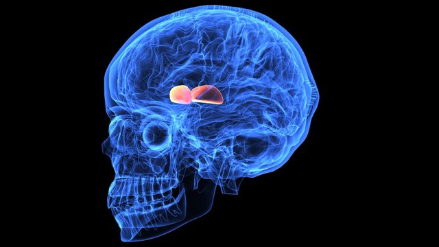 3d illustration of human body brain anatomy parts