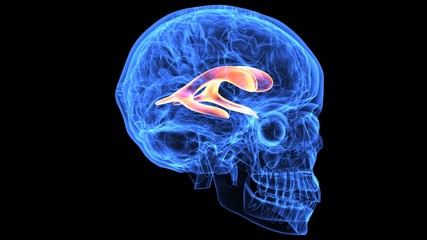 3d illustration of human body brain anatomy parts
