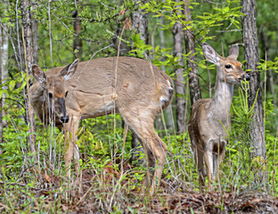 Doe and Fawn in the Woods