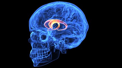3d illustration of human body brain anatomy parts