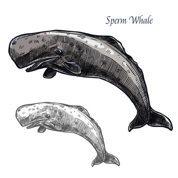 Sperm whale vector isolated sketch icon