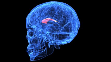 3d illustration of human body brain anatomy parts