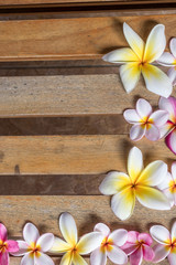 Plumeria flower pink and white frangipani tropical flower, plumeria flower bloominge, spa flower, Bali island.