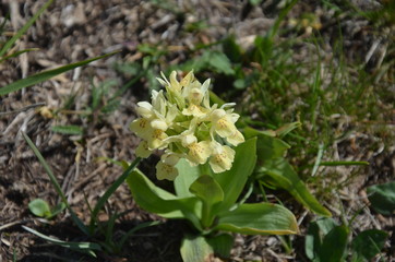 Orchis sureau (Dactylorhiza sambucina)
