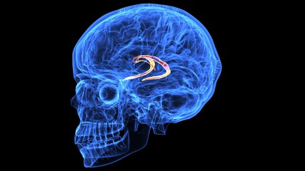 3d illustration of human body brain anatomy parts