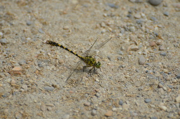 Onychogomphe à pinces (Onychogomphus forcipatus)