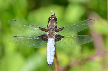 Libellule d&eacute;prim&eacute;e (Libellula Depressa)