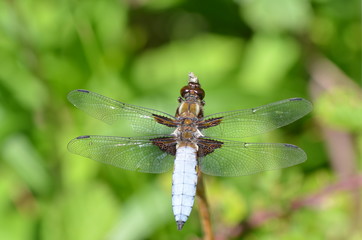 Libellule déprimée (Libellula Depressa)