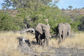 Fototapeta premium Elefant