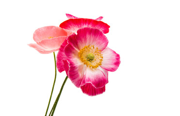 Naklejka premium Beautiful poppy isolated