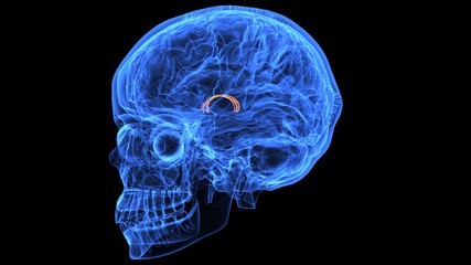3d illustration of human body brain anatomy parts