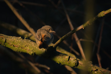 Kopciuszek zwyczajny, Phoenicurus ochruros, podlot © D'automne Dragon