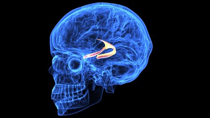 3d illustration of human body brain anatomy parts