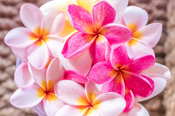 Plumeria flower pink and white frangipani tropical flower, plumeria flower bloominge, spa flower, Bali island.