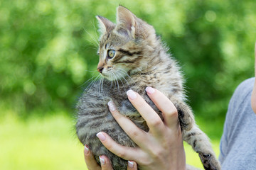 Portrait of a young beautiful woman and kitten. A girl holding a kitten. Summer.