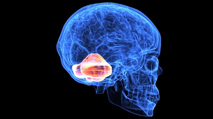 3d illustration of human body brain anatomy parts