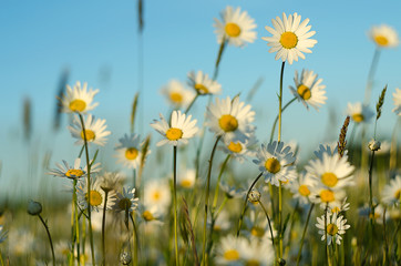 Naklejka na ściany i meble Soft white daisies bloom in summer