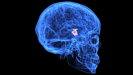 3d illustration of human body brain anatomy parts