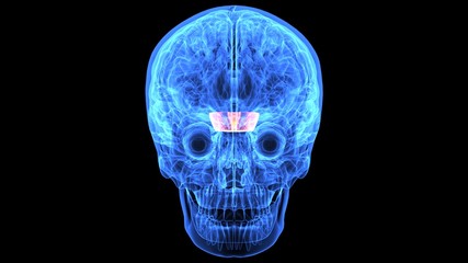 3d illustration of human body brain anatomy parts
