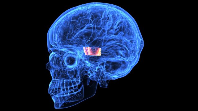 3d illustration of human body brain anatomy parts 