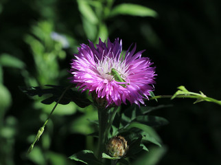 Grasshopper on a flower