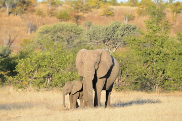 Fototapeta premium Elefant