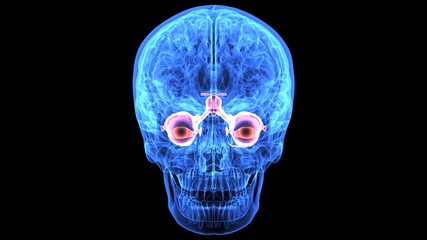 3d illustration of human body brain anatomy parts