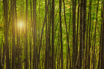 beautiful morning in a green foggy forest