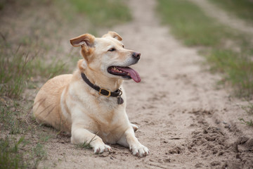Hechelnder Hund auf Waldweg