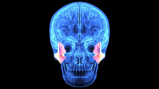 3d illustration human body brain and skeleton anatomy 