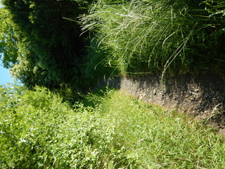 trail in a green field and nature