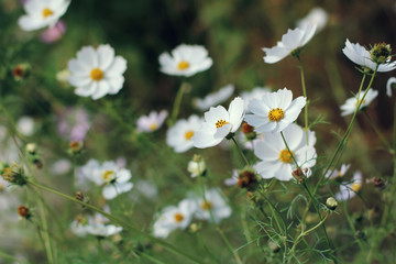 Spring summer floral background with many little white flowers close up with selective focus. Beautiful nature scene with blooming chamomile flowers on blurred background.