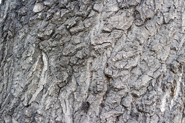 texture of the dark bark of a tree