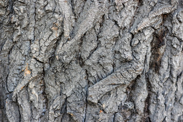 texture of the dark bark of a tree