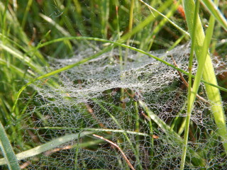 macro detail of a spider web in green grass